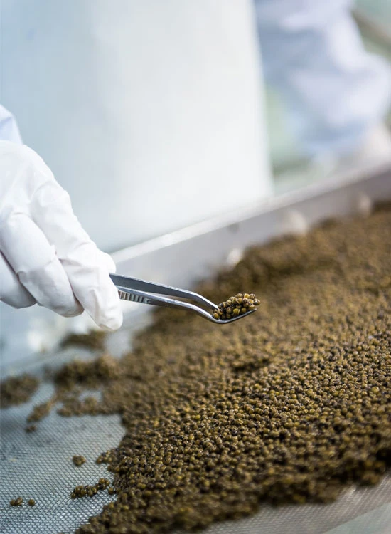Quality inspection of fresh Kaluga Queen Caviar before packaging.